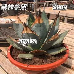 アガベ　ゼウスZEUS 超極上株　極上血統　本物　初根済み　タグ付き アガベ ゼウスZEUS 超極上株 極上血統 本物 初根済み タグ付き - メルカリ