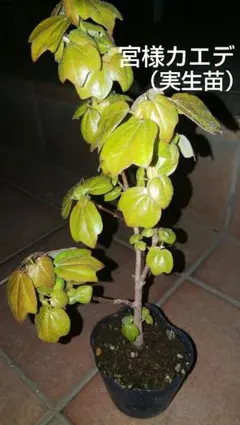 宮様楓（ミヤサマカエデ・トウカエデ・盆栽・苗木）