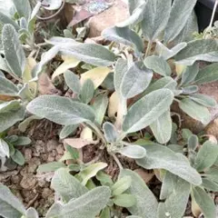 みーにゃ♡さま専用　サントリナカット10本＆ラムズイヤー15枚☆