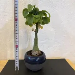 アデニアグラウカ 3.5寸 お腹ぽっこり 太い大株 食べ盛り成長期 塊根植物 アデニアグラウカ 3.5寸 お腹ぽっこり 太い大株 食べ盛り成長期 塊根