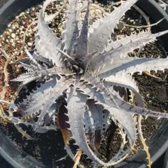 ディッキア マルニエルラポストレイ オオスミ 連棘 dyckia ohsumi