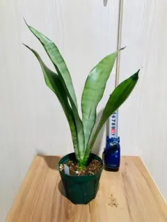 サンスベリア フローズンスローン サンセベリア sansevieria - メルカリ