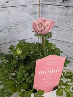 shingo9494様専用【現品・ポットまま発送】超希少　アネモネmomo⑮＆⑭