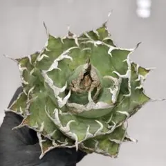 M53 【パンダ園芸】 厳選アガベチタノタ牡丹葉 白鯨 強棘 極上美株 発根済み P5 パンダ園芸特選 アガベ 多肉植物 チタノタ 黒鯨 強棘 胴切り子株