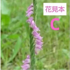ネジバナ(ピンク) C 抜き苗 複数のサムネイル