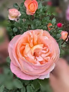 バラ苗 シB オレンジ→コーラルピンク 超強健 挿し木苗 花苗 四季咲