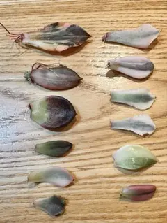 2026年最新】フローレンス錦の人気アイテム - メルカリ