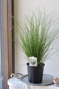 お庭作り、ドライガーデンに❤︎カレックス【キウイ】