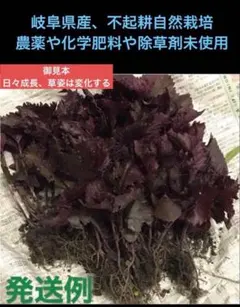 不起耕自然栽培、色の組合わせ可能、計20本、赤紫蘇、or青紫蘇抜き苗