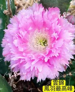 ①鳳羽208 新品種花サボテン エキノプシス属 カキコ1点 日替わり
