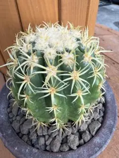 最終値下げ短刺金鯱 最終値下げ短刺金鯱 エキノカクタス・短刺金鯱 | trigger