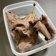 Item thumbnail for item b3edae77-2f8b-4c16-be12-01bde7092d21