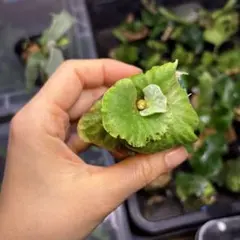 ビカクシダ 胞子培養12株セット - メルカリ
