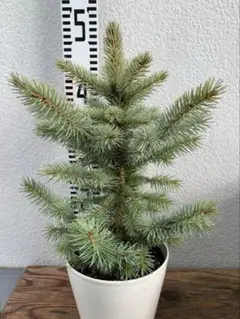 2025年最新】仕入れの人気アイテム - メルカリ 【安心の生産者仕入れ