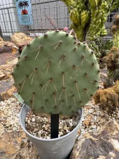 ガラパゴス団扇　オプンチア　ガラパゲイア　サボテン　アズレア ガラパゴス団扇 オプンチア ガラパゲイア サボテン アズレア