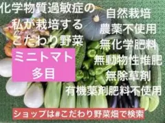 自然栽培　固定種　在来種　野菜詰め合わせ　自然農法　自然農のサムネイル