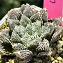 多肉植物 ハオルチア 白狐伝錦 極上斑 - メルカリ