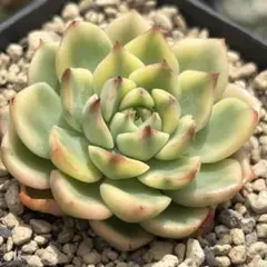 韓国苗 グリーンエメラルド錦 多肉植物 エケベリア 極美株 抜き苗