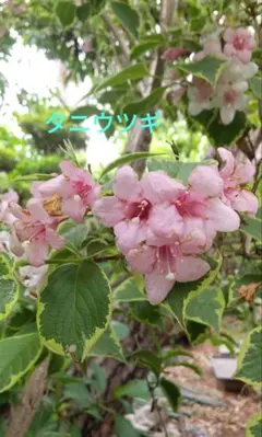 初心者さんにも、安心価格! 夏の花 クルクマ シャローム 生きている