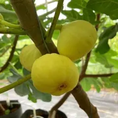 2025年最新】いちじく穂木の人気アイテム - メルカリ