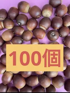 クヌギドングリ 煮沸済み　トトロ