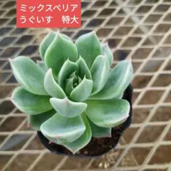 くおぉ様 リクエスト 3点 まとめ商品