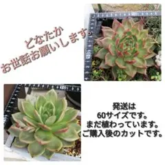 クゥとチャチャ様 リクエスト 3点 まとめ商品