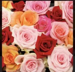 りんりん様　専用