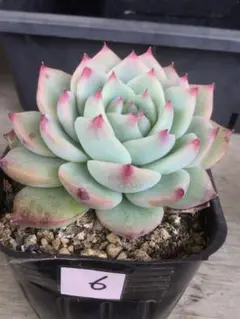 ⑥ 多肉植物　桃太郎　抜き苗　根付き