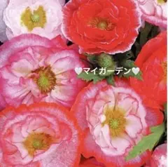 syo様 リクエスト 10点 まとめ商品