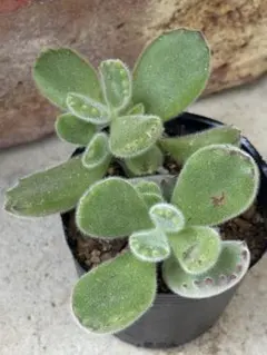 もうすぐ3頭！ ボドレイアエ チレコドン 多肉植物 塊根植物 実生