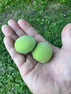 富山稲積梅 青梅 新鮮 無農薬 6/6昼収穫 3kg 本日中発送 - メルカリ