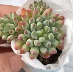 花火群生抜き苗　多肉植物　人気セダム　韓国苗