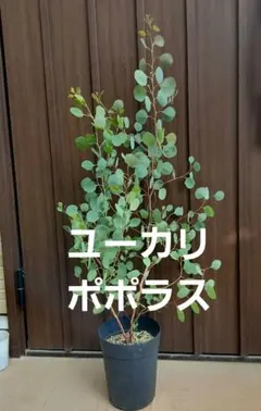 まん丸葉が可愛い❤️ ユーカリ ポポラス 鉢植えF 苗 苗木 シンボル