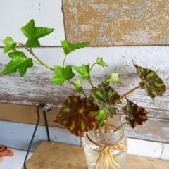 アイビーとベゴニア タイガー水耕栽培 観葉植物 寄せ植え　根が出ていますのサムネイル