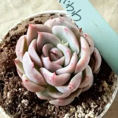 2026年最新】ざわわ 多肉の人気アイテム - メルカリ