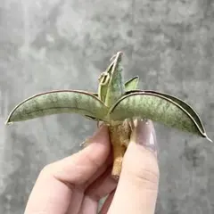 2025年最新】サンスベリア エイレンシスの人気アイテム - メルカリ