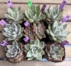 yukio様 リクエスト 2点 まとめ商品