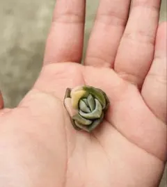 TKママdeSDGs♡同梱割10％様 リクエスト 2点 まとめ商品