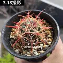 2026年最新】赤刺金冠竜の人気アイテム - メルカリ