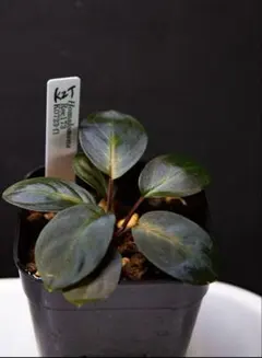 2025年最新】ホマロメナ kztの人気アイテム - メルカリ