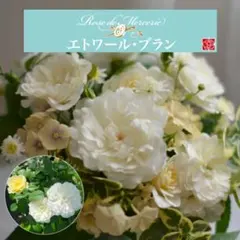 2026年最新】河本バラ園の人気アイテム - メルカリ