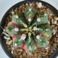 現物 サボテン ギムノカリキウム Pink Poseidon 3.7cm 抜き苗 - メルカリ