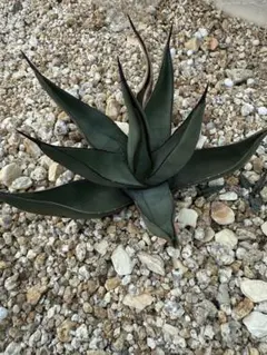 シャークスキン 中株 発根済み　シャークバイト ニグラ③ シャークスキン 中株 発根済み シャークバイト ニグラ③