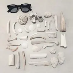 サンゴ・貝殻・骨セット