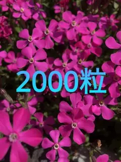 시렌 핑크 팬서 품종: 약 2000 그레인