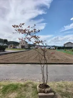 2025年最新】山採り ナツハゼの人気アイテム - メルカリ