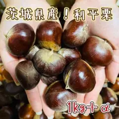 2025年最新】茨城県産利平栗の人気アイテム - メルカリ