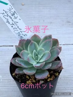 2025年最新】サボテン相談室の人気アイテム - メルカリ