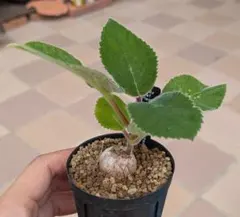 Sinningia iarae 実生苗　抜き苗　 塊根植物 コーデックスのサムネイル